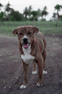 Portrait of dog on field