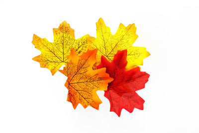 Close-up of maple leaf against white background