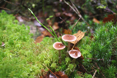 Close-up of mushroom growing on field