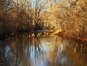 Reflection of trees in water