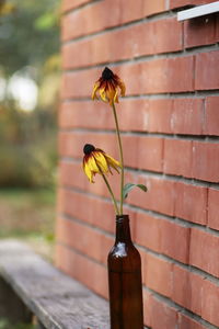 Close-up of plant against wall