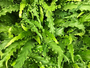 Full frame shot of fresh green plants
