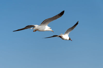 Low angle view of seagull flying against clear sky