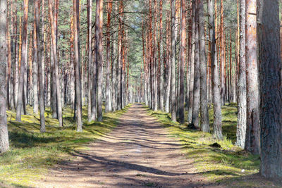 Footpath amidst trees in forest