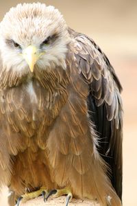 Close-up of owl