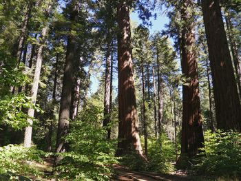 Low angle view of trees in forest