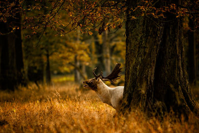 Deer on tree trunk in forest