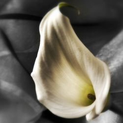 Close-up of white flowers