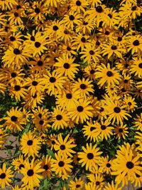 Full frame shot of yellow flowering plants