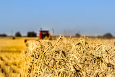 Wheat field against clear sky