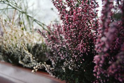 Close-up of flowers on tree