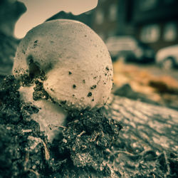 Close-up of mushroom growing on land