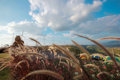 Low angle view of plants on field against sky