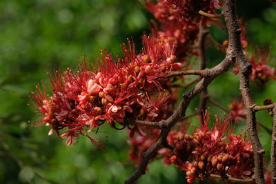 Close-up of red flowering plant