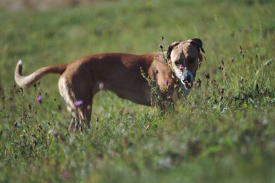 Dog running in field