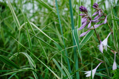 Close-up of purple flower buds growing outdoors