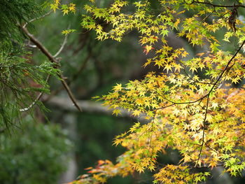 Leaves on tree in forest