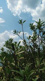 Low angle view of plants against sky