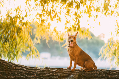 Cat standing on tree