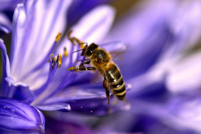 Close-up of bee pollinating on purple flower
