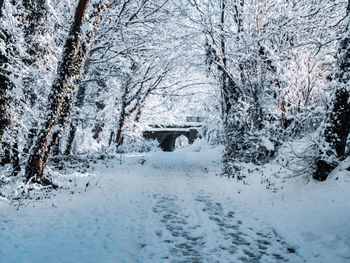 Snow covered land and trees during winter