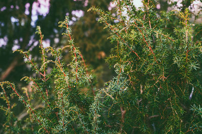 Close-up of fresh flowers on tree