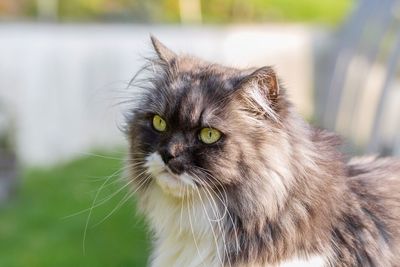 Close-up portrait of cat