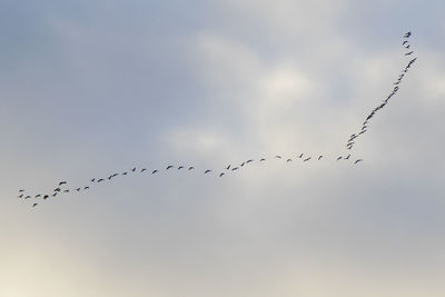 Birds flight in the sky, background. clouds and blue sky.