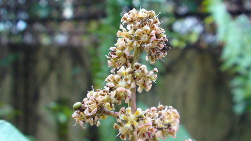 Close-up of flowering plant in park