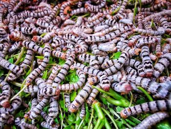 Silk worms' galore