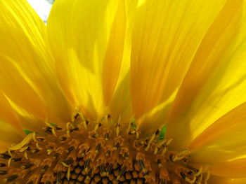 Full frame shot of yellow flower blooming outdoors