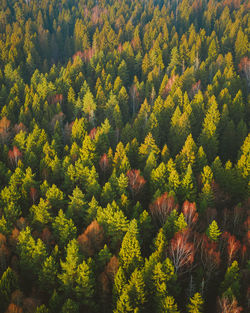 High angle view of tree in forest