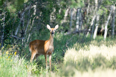 Deer standing on field