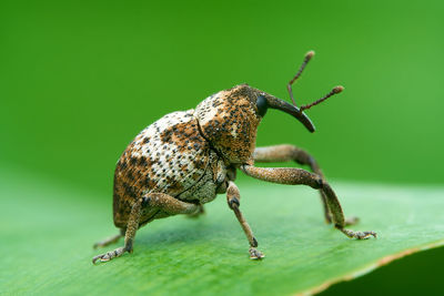 Close-up of insect