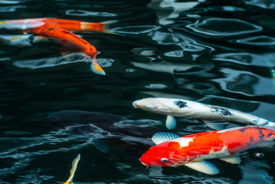 Fish swimming in a lake