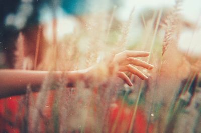 Cropped hand of woman touching plants