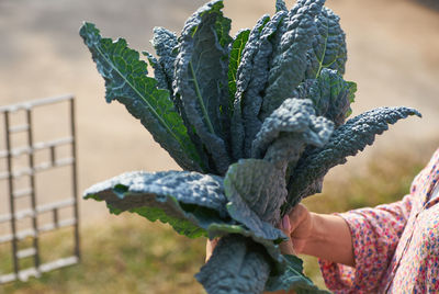 Woman holding a bunch of kale from her homegrown vegetable garden 