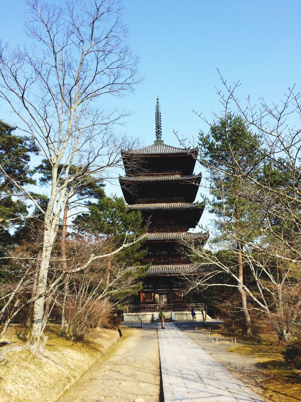 tree, built structure, architecture, the way forward, clear sky, religion, steps, place of worship, building exterior, spirituality, temple - building, famous place, travel destinations, low angle view, history, tourism, sky, travel, steps and staircases