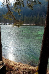 Scenic view of lake in forest