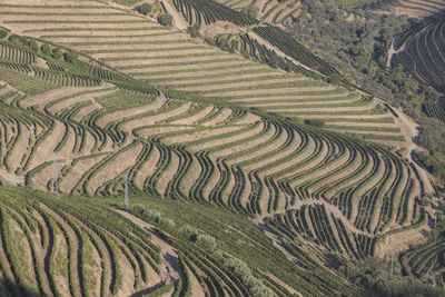 High angle view of rice paddy