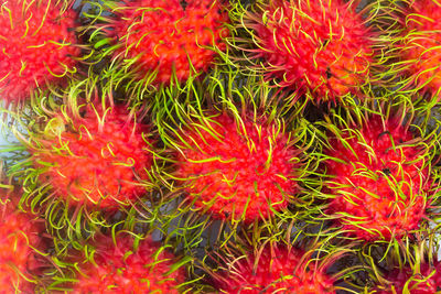 Full frame shot of red flowers