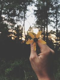 Close-up of hand holding flower against trees