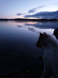 Dog in a lake