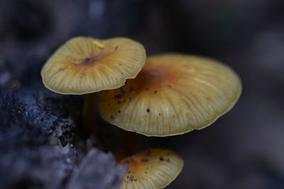 A yellow mushroom was born on a rotting log