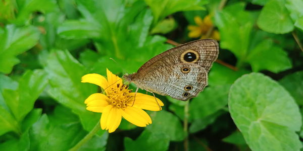 Butterfly on yellow flower