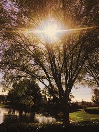 Sun shining through trees