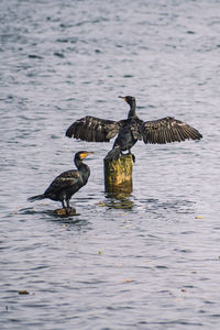 Ducks in a lake