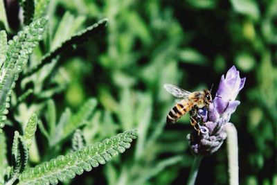 Close-up of bee on flower