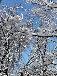 Low angle view of frozen bare tree against sky