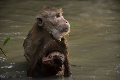 Close-up of monkey sitting on lake